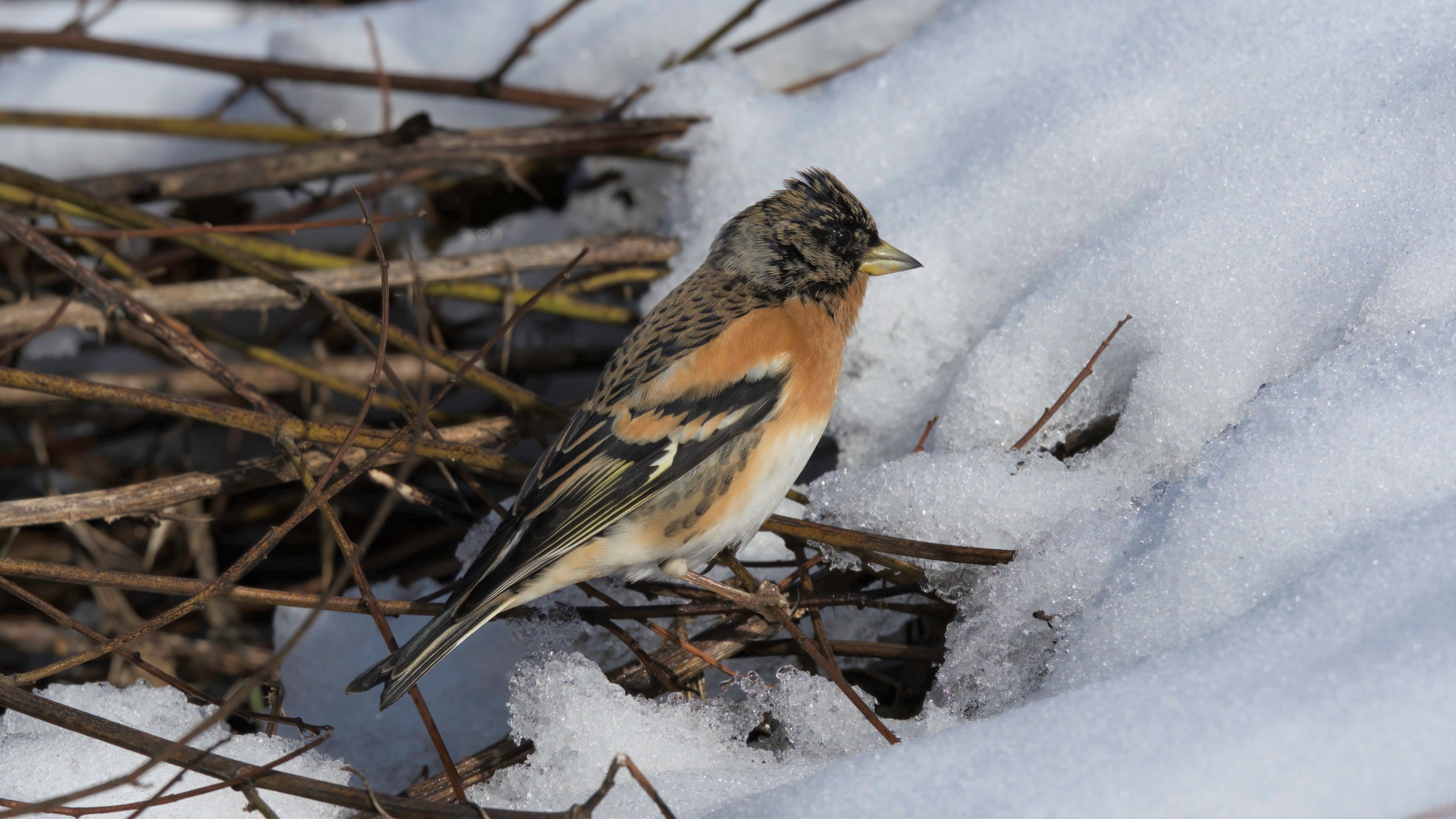 Brambling